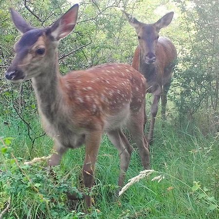 Domaine Des Bois Argentes Panzió Saugirard Kültér fotó